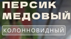 Колоновидный персик Медовый