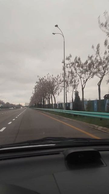 цветение павловнии. красота смотреть онлайн