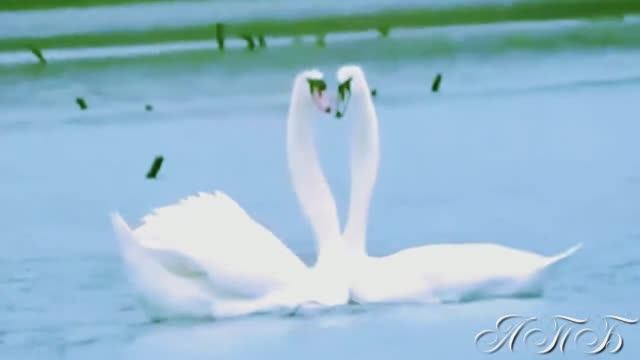 БЛЮЗ ( красивый танец лебедей ) смотреть онлайн