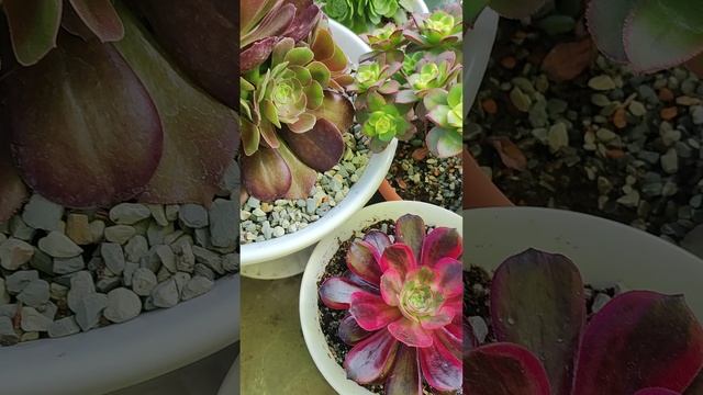 Эониумы весной смотреть онлайн