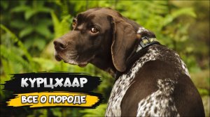 Курцхаар - Все о породе собаки | Собака породы курцхаар