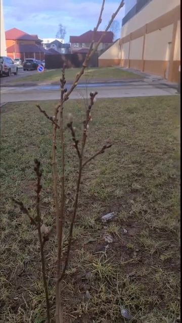 Сахалинская погода думает, что наступил апрель