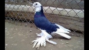 Узбекские голуби. содержание и характеристики #узбекс