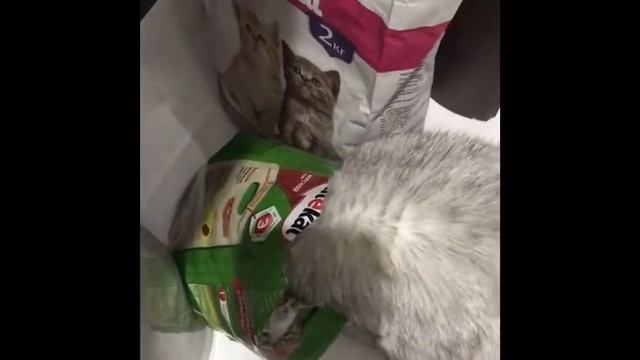 Моя единственная любовь❤️ смотреть онлайн
