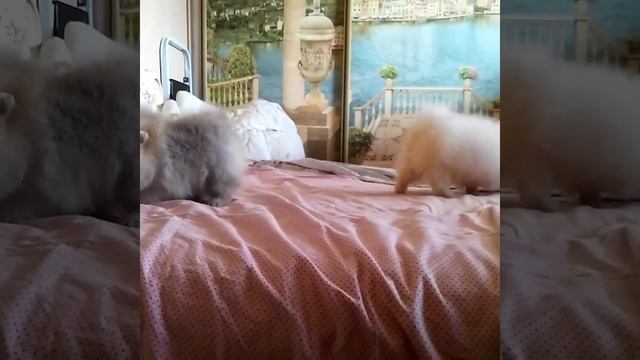 Шпицы ищут родителей