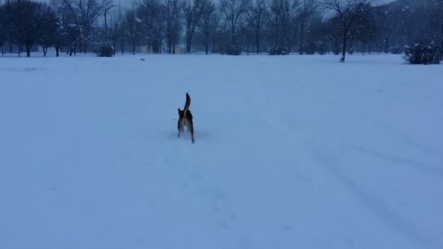 2015.01.07 Лёля, Айгер, Терра