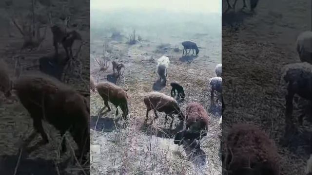 Козылы койлар буаз саулык койлар ☎️ 90 005 59 63