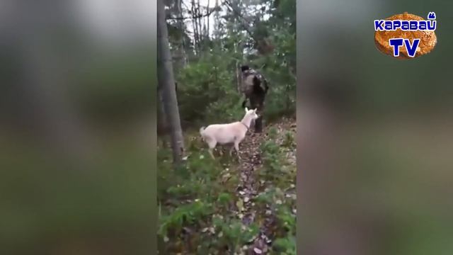 КАРАВАЙTV / "НУ, ЗА ОХОТУ!" / ОХОТНИКИ ЗА ПРИКЛЮЧЕНИЯМИ / ПРИКОЛЫ НА ОХОТЕ смотреть онлайн