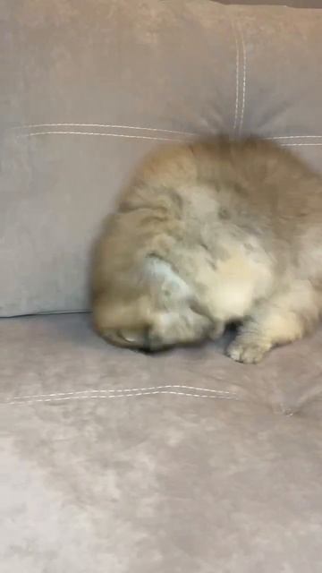 малыш в поисках семьи❤️ по всем вопросам в вотсап 89170679472 смотреть онлайн