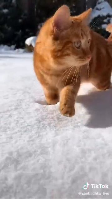 Снежок❤️❤️❤️