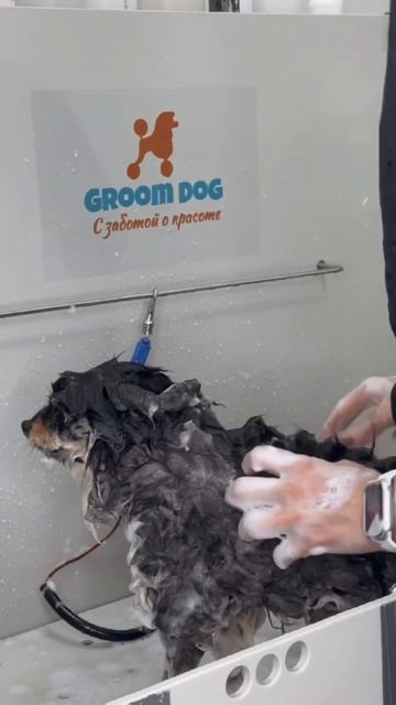 Как подстричь шпица. Груминг Рыбацкое. Зоосалон Groom Dog