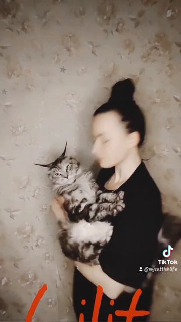 Lilit🐾😻❣️/mainecoon/мейн кун большая кошка/котопес/funnycat/смешные видео 2023/meowedcomik/meow/ смотреть онлайн