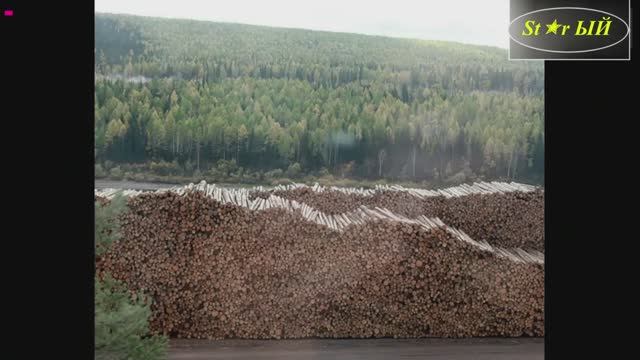Так китайцы перерабатывают нашу тайгу.