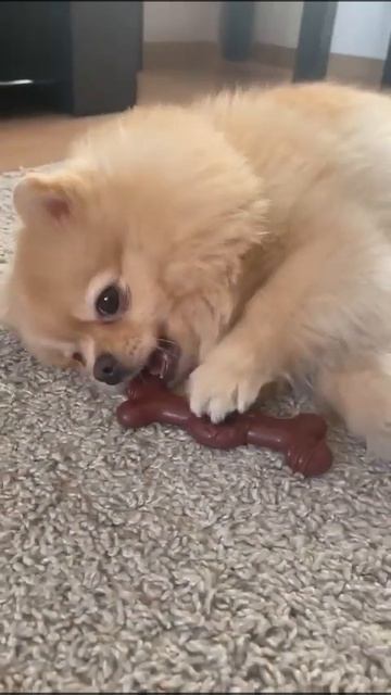 Когда грызла косточку и захотелось спать #spitz #пиона #шпиц #dog #pomeranian