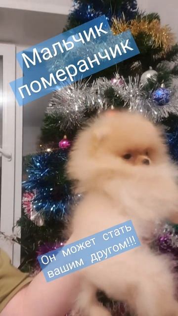 Померанский шпиц #померанец #пом #шпиц #шпицуля #шпицмишка #щенок #щенокшпица #малыш #питомцы смотреть онлайн