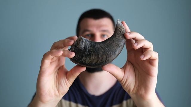 Какие рога выбрать собаке?