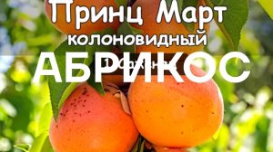 Колоновидный абрикос Принц Март