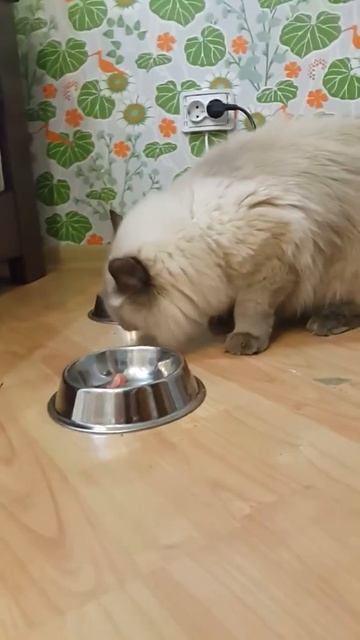 Кот ест мясо РУКАМИ, как человек! Это мой Рич! смотреть онлайн