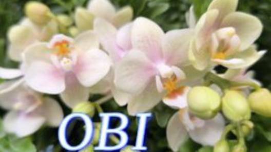 №1077/ СВЕЖАЯ поставка ОРХИДЕЙ в OBI смотреть онлайн