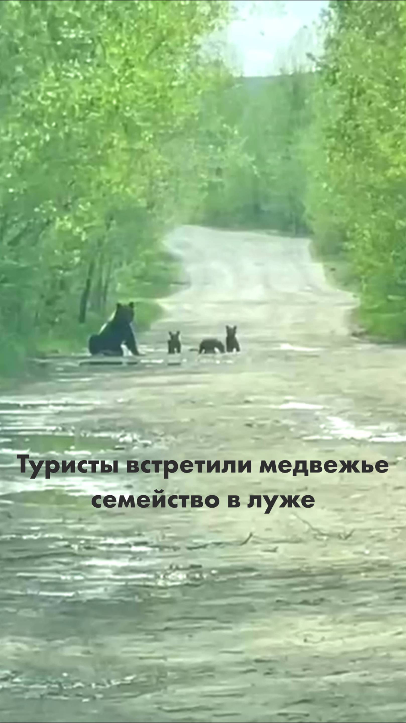 Туристы встретили медвежье семейство в луже смотреть онлайн