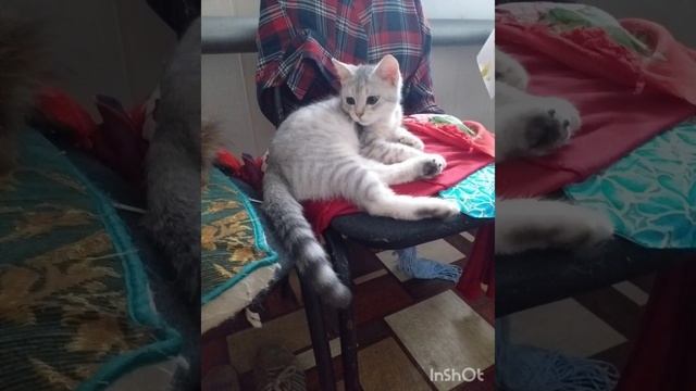 Наш котёнок Снежок! Август 2022