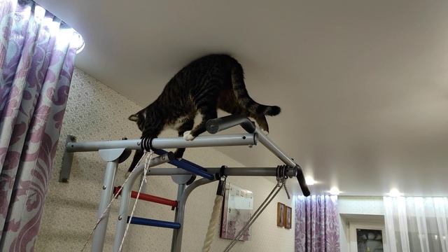 Необычные коты. Коты любят быть на высоте!