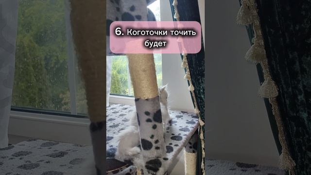 Кошка в доме. Осталась Жаннуля, звоните, пишите смотреть онлайн