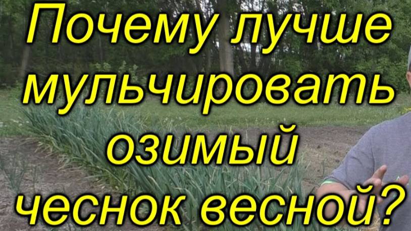 🧄💥Мульчируем озимый чеснок ВЕСНОЙ – Разбираем плюсы и минусы! смотреть онлайн