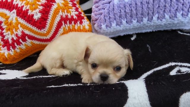 Тимурке 1 мес и 8 дней на прогулке с прапрадедом Борисом 29.07.24 МЕЧТЫ СБЫВАЮТСЯ #chihuahualove