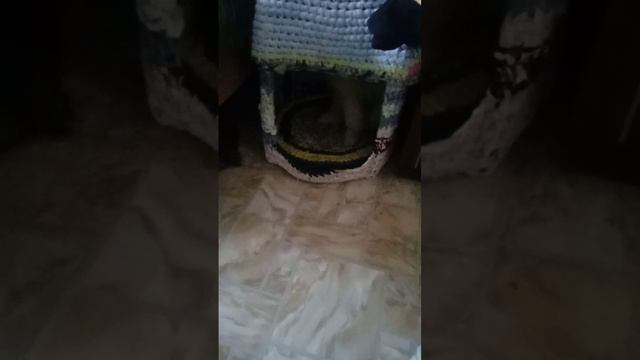 Померанский Ядреный шпиц🐕 писаю туда куда хочу