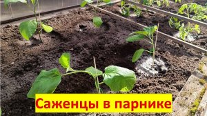 Высаживаю баклажаны и томаты в маленький парник