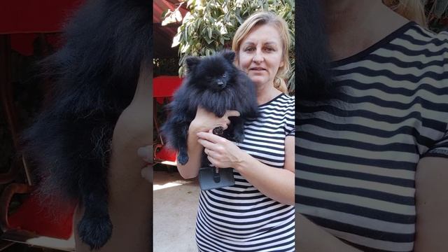 Шпиц Жан в поиске ответственных владельцев 🔥 Доставка возможна.60т.р +79788972514