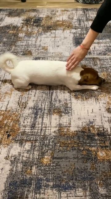 Счастливая собака!