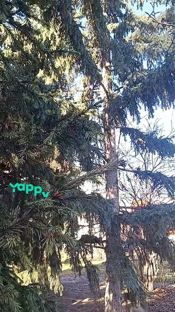 ШКОЛЬНЫЙ ЛЕС,,,ОБОЖАЮ ЕГО смотреть онлайн