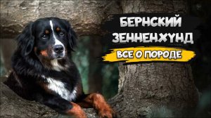 Бернский зенненхунд - Все о породе собак | Собака породы Бернский зенненхунд