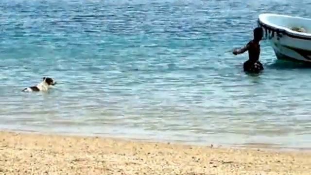 DOGS - OUR BEST FRIENDS! / СОБАКИ - НАШИ ЛУЧШИЕ ДРУЗЬЯ!