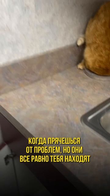 Когда прячешься от проблем, но они тебя всё равно находят #коты #рекомендации #котики #юмор #cats смотреть онлайн