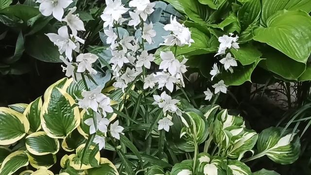 Замечательных выходных и прекрасного настроения 😊🤗 смотреть онлайн
