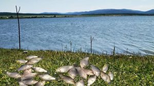 Рыбалка на карася на удочку и донку.