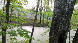 Ландыши сегодня встретились у тропинок севера,с бутонами, скоро зацветут