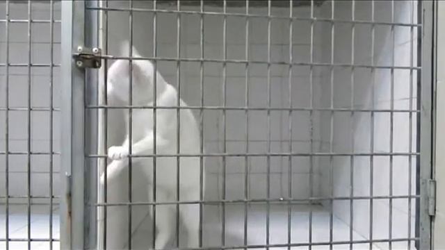 Король побега / King of escape смотреть онлайн