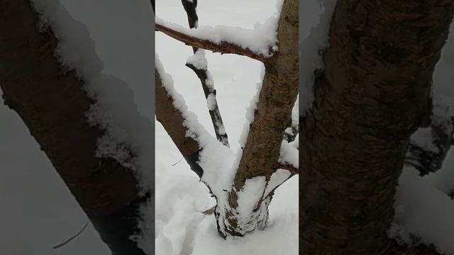 Деревья в снегу. Снежные сугробы. Настоящая зима. Много снега.Trees in the snow. Snowdrifts. смотреть онлайн