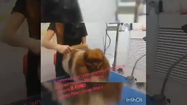 Груминг шпица смотреть онлайн