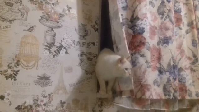 CAT/CATS/КОТ/КОТЫ/СНЕЖОК/ПРОСТО СНЕЖ смотреть онлайн