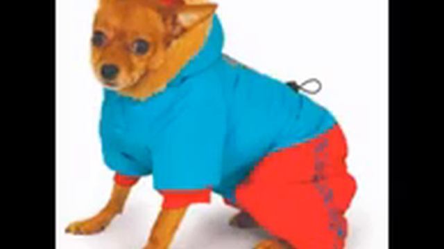 dobaz одежда собак смотреть онлайн