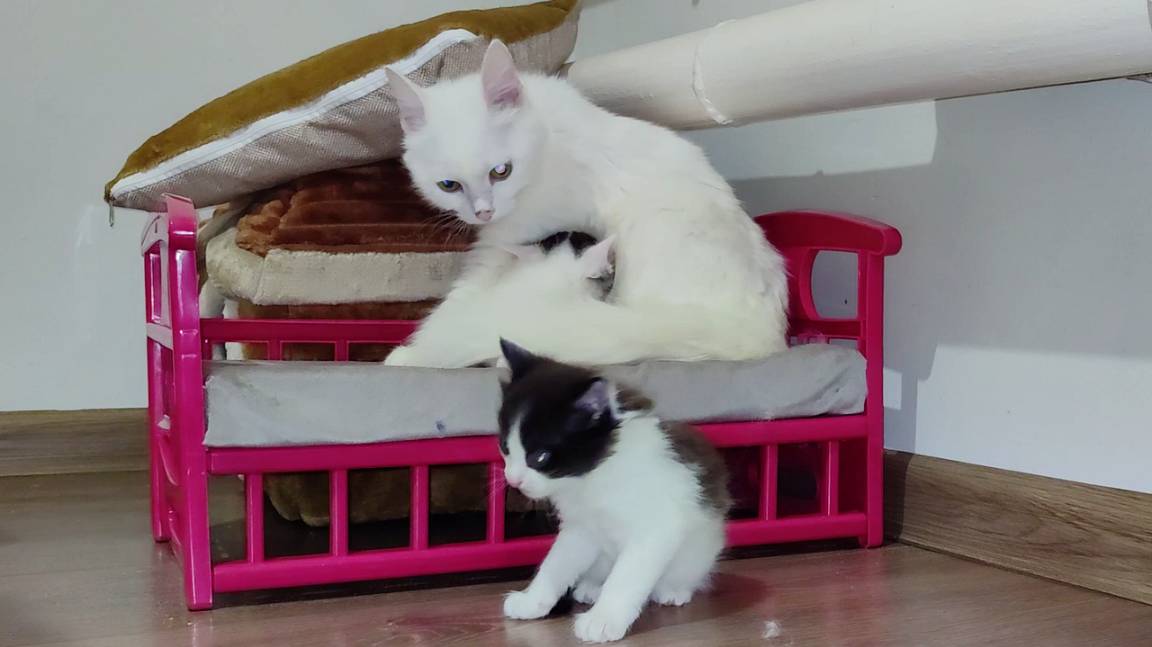 Мама-кошка ласкает своих маленьких котят. смотреть онлайн