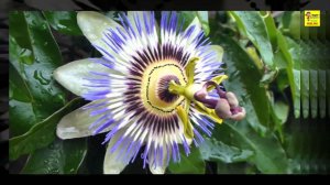 Самые красивые цветы