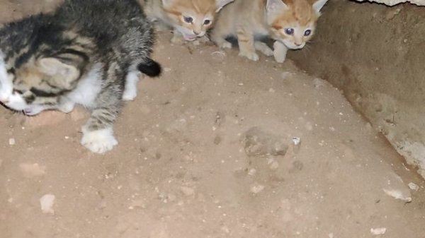 Котята ищут дом