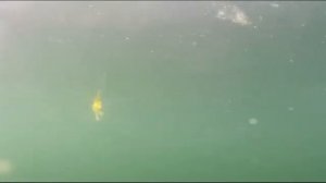 Ловля окуня на поплавочную удочку.My fishing.