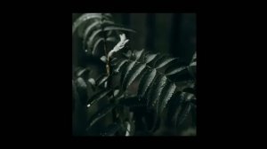 Dark Evil Jungle - DNB Mix